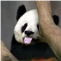 韦翠彤